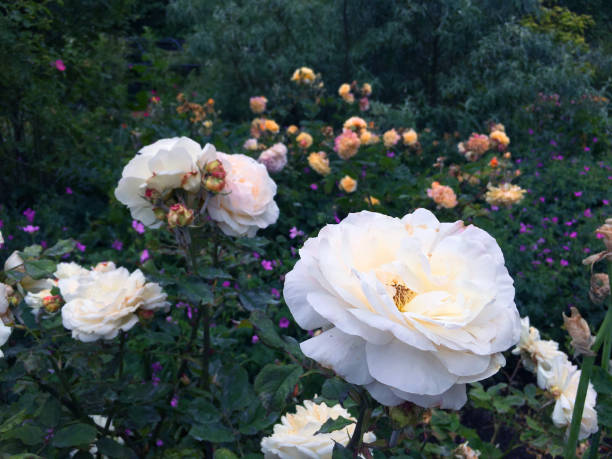 Close up photo of beautiful flowers captured in Hyde Park, London