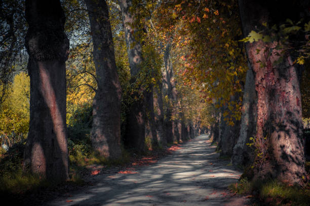 magical dirt road among colorful trees in autumn Bursa Turkey