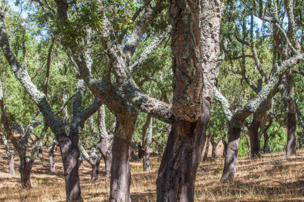 cork oak tree