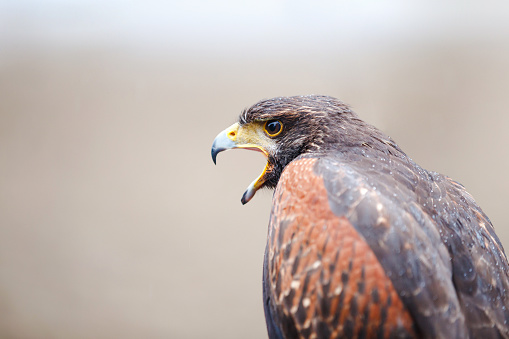 Harris's hawk portrait in the wild, looking threatening and giving its call