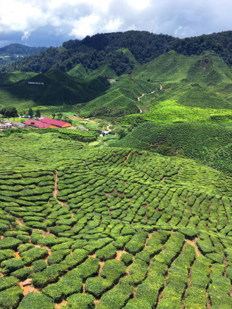 istock Cameron Highlands Tea Plantations 1450253828
