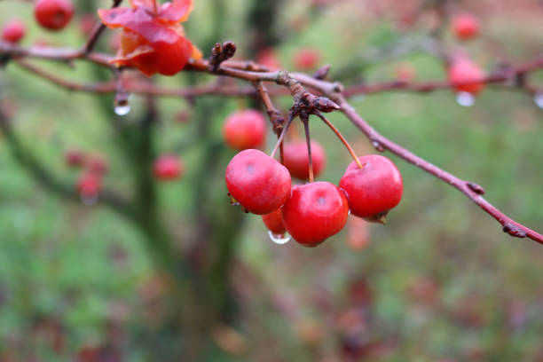 Small red ornamental apples on branches covered by raindrops in the winter garden, Winter background with selective focus. Malus prunifolia or Plum- leaved Crab Apple tree