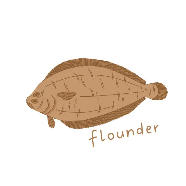 Vector illustration of Flounder illustration in cartoon style. Sea fish isolated on white background.