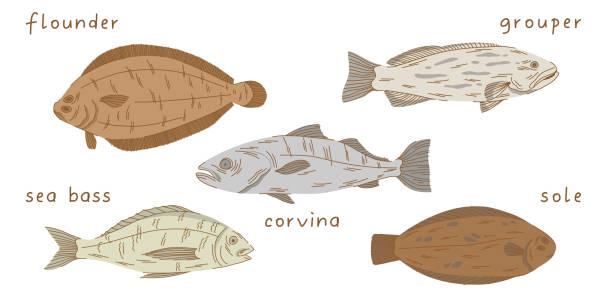 ilustrações de stock, clip art, desenhos animados e ícones de peruvian fish set in flat. flounder, corvina, sea bass, sole, grouper on white background. - fish prepared fish fishing bass