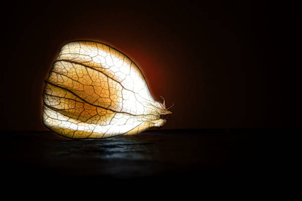 istock physalis, lit. Fruit shines through the peel. Vitamin C rich fruit. Structures 1450254473