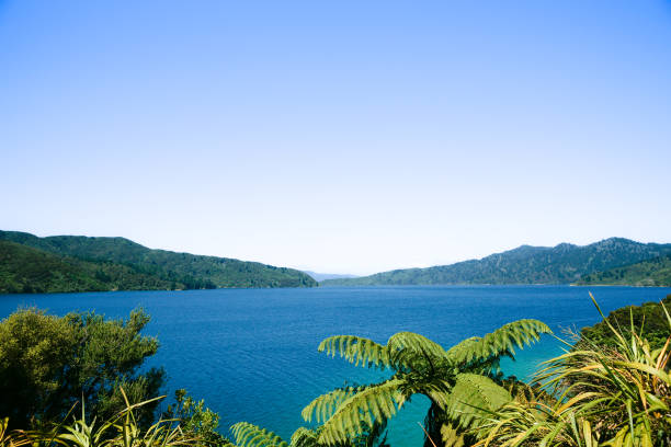 vista de marlborough sounds desde queen charlotte walk track - queen charlotte track fotografías e imágenes de stock