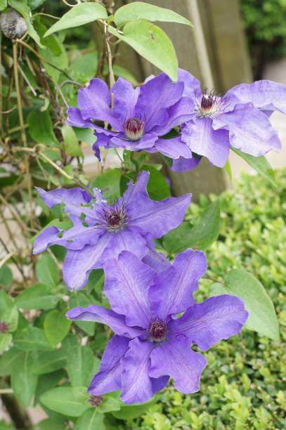 istock Vertical shot of flowering Cleamtis 1450257670