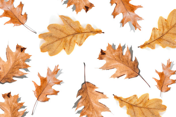 Autumn yellow oak leaves with shadow isolated on white background. Flat lay pattern