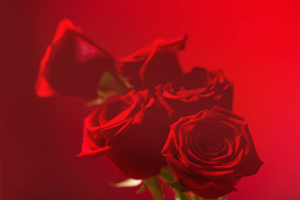 istock red roses on red background close up 1450257785