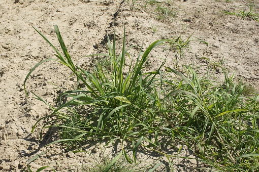 A closeup of growing Echinochloa crus-galli grass
