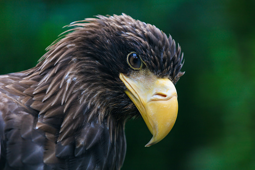 The Stellers sea eagle is a very large bird of prey in the hawk family. Background with selective focus and copy space