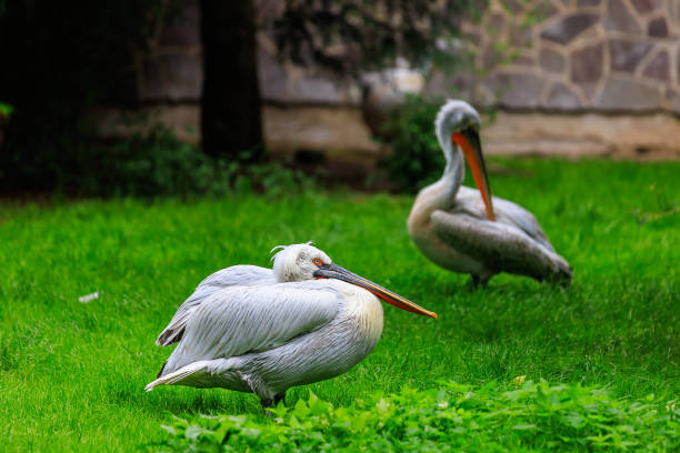 istock Curly pelican on green grass. Background with selective focus 1450258078