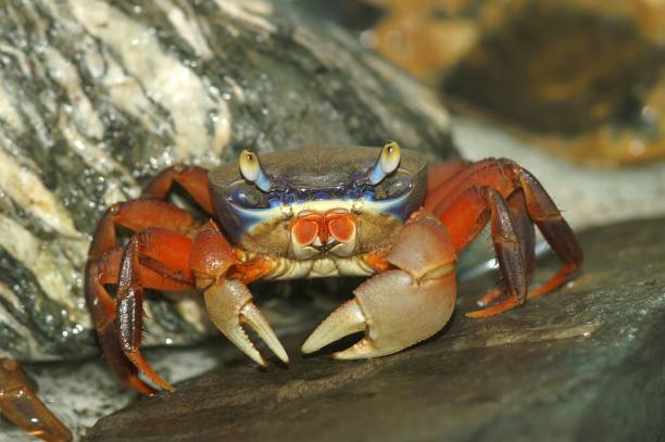 istock Colorful tropical African rainbow terrestrial crab 1450258821