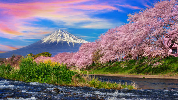 istock Fuji mountains and  cherry blossoms in spring, Japan. 1450259830