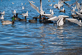 Seagulls ducks sea beach