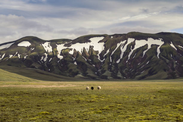istock Sheep on highland pasture landscape photo 1450260855