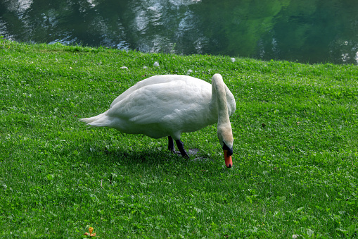 Beautiful white swan swimming in the lake near ducks