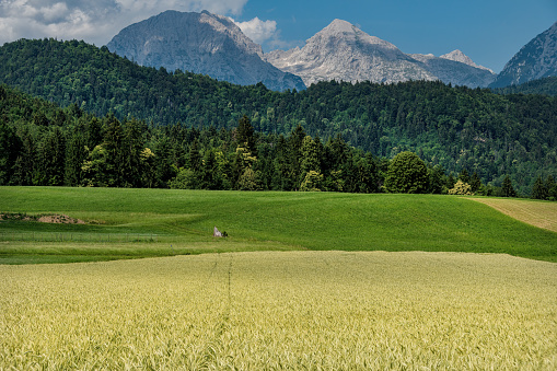 Scenic view of mountains Grintovec and Skuta in the Kamnik Savinja alps in Gorenjska region of Slovenia in spring with wheat fields in front.