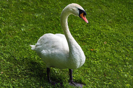 The Chinese is an international breed of domestic goose, known by this name in Europe and in North America. Unlike the majority of goose breeds, it belongs to the knob geese and are characterised by a prominent basal knob on the upper side of the bill. It originates in China, where there are more than twenty different breeds of knob goose.