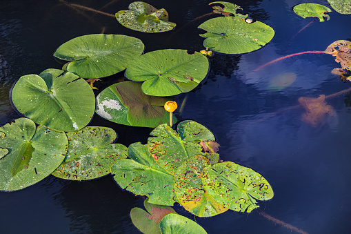 Leaves of water lilies on the lake in Gorenjska, Kranj, Slovenia, Europe