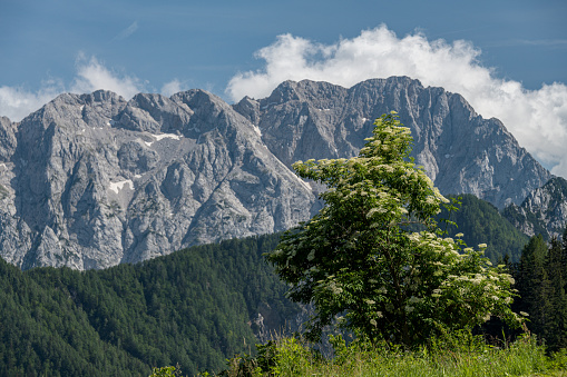 View from Solčava to the Kamniško-Savinja Alps, Gorenjska, Slovenia, Europe