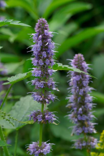 Blooming Agastache foeniculum flower in blurred background A blooming Agastache foeniculum flower in blurred background agastache stock pictures, royalty-free photos & images