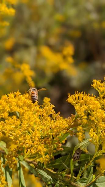 istock Vertical shot of Solidago canadensis flowers and a bee 1450262284
