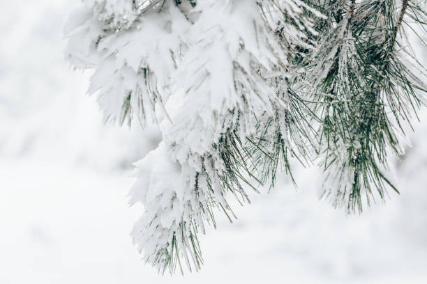 istock Pine tree branch closeup covered in fresh white snow 1450262456