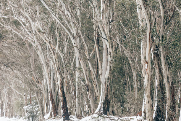 istock Gum trees in the snow 1450262467