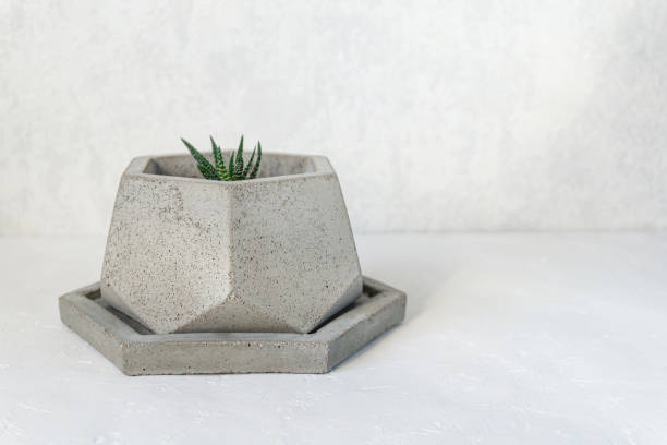 istock Concrete planter with Haworthia 1450262604