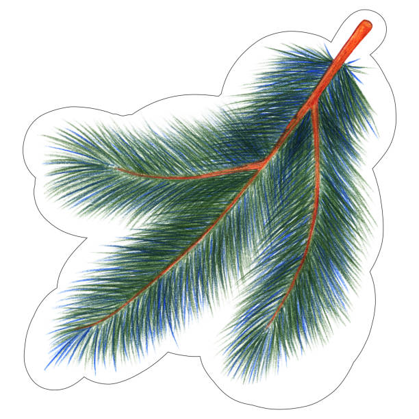 白い背景に色鉛筆で描かれたクリスマスモミの枝のステッカー。 - color image colored background tree branch点のイラスト素材／クリップアート素材／マンガ素材／アイコン素材