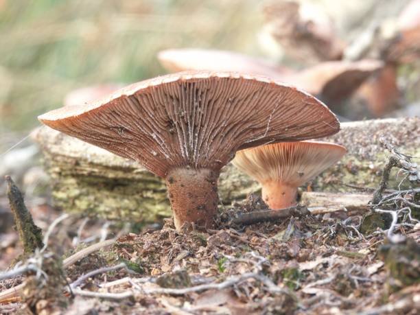 istock Closeup of growing Lactarius rufus mushroom 1450263672