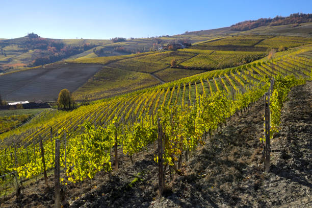 istock Yellow vineyard in Laghe, in Autumn 1450264174