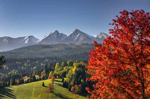 Beautiful autumn with red trees under the Tatra Mountains at sunrise. Slovakia