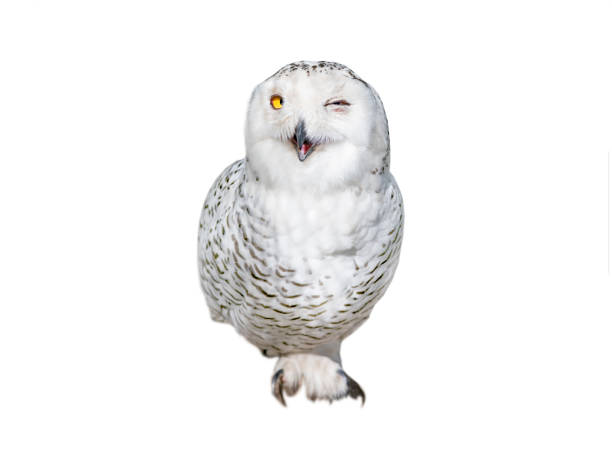 портрет пушистой зимней совы, которая стоит на одной лапе и моргает под одним глазом, изолированным на белом фоне - owl snowy owl snow isolated стоковые фото и изображения