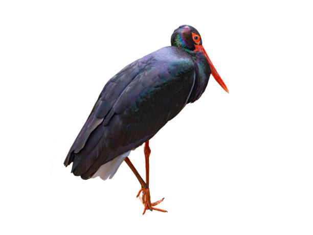 istock black stork (ciconia nigra) isolated on white background 1450265619