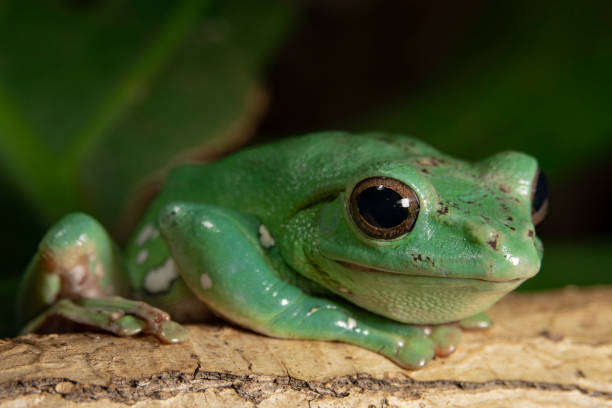 istock seated Chinese flying frog. (Racophora dennisi). 1450265762