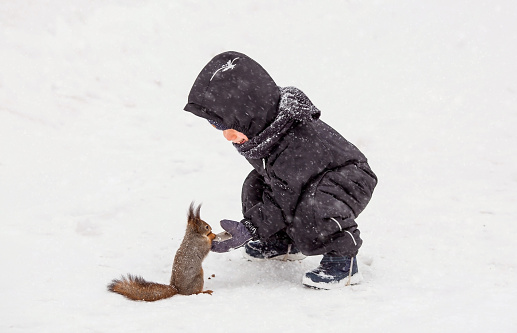 A boy feeds a squirrel in a winter park. A small child is watching a wild animal in a winter forest. It is snowing heavily. Children play outdoors with pets.