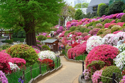 Tok, Japan – April 13, 2021: A scenic view of colorful azaleas in bloom in Nezu Shrine, Tokyo, Japan