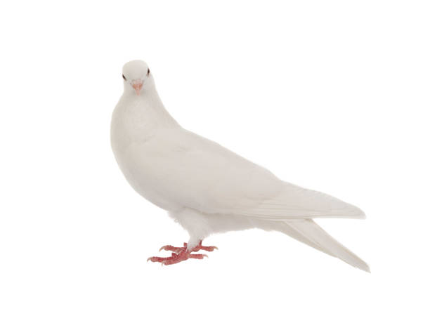 istock white dove isolated on white background 1450266755