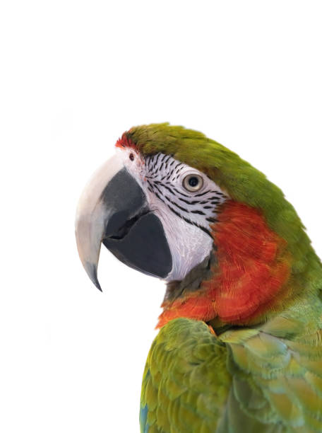 istock portrait large green macaw, (ara ambigua). isolated on white background 1450267942