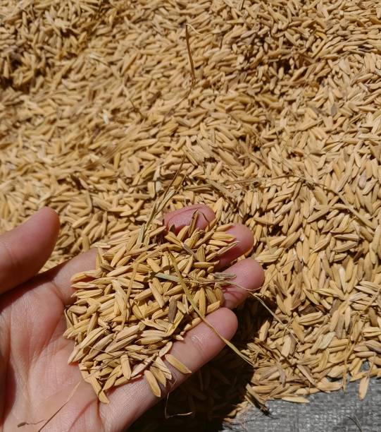 istock grain of rice drying in the sun 1450269889