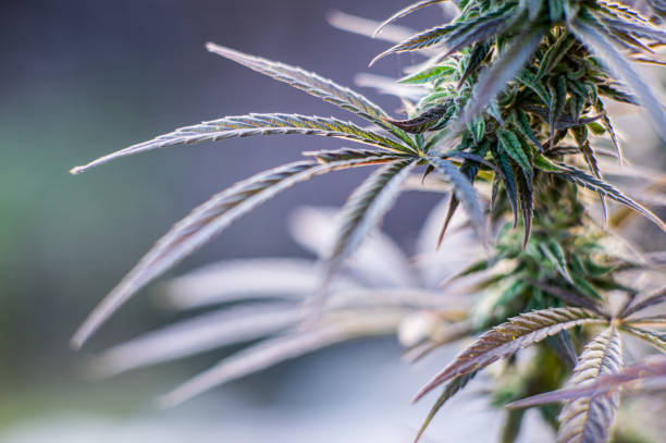 cannabis background stock photo