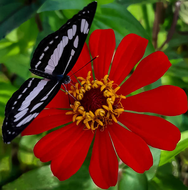 istock a butterfly perched on a red zinnia flower 1450270521
