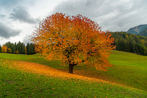 Tree on grassy field during autumn. Scenic view of mountain landscape; Dolomites in background. View of beautiful nature.