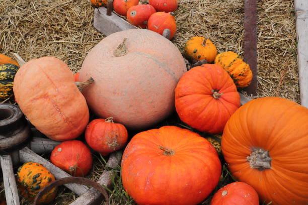 istock a pumpkin decorated on halloween 1450271916