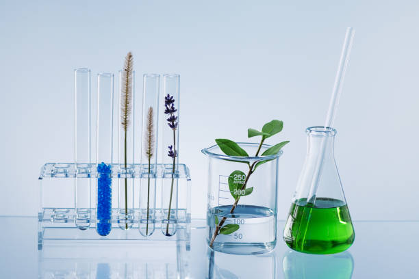 istock Laboratory glassware with organic herbs. 1450273487