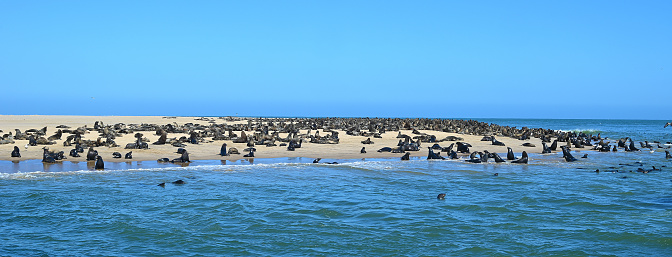 Seals Basking on the shore of Walvis Bay,Namibia