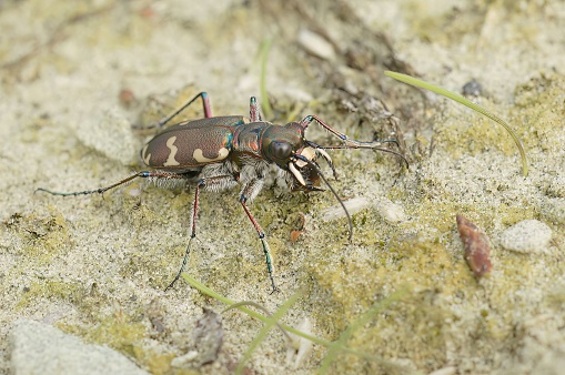 Detailed closeup on the Northern dune tiger beetle, Cicindela hybrida sitting on sandy soil
