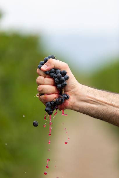 A vertical closeup of the man's hand squeezing grapes.